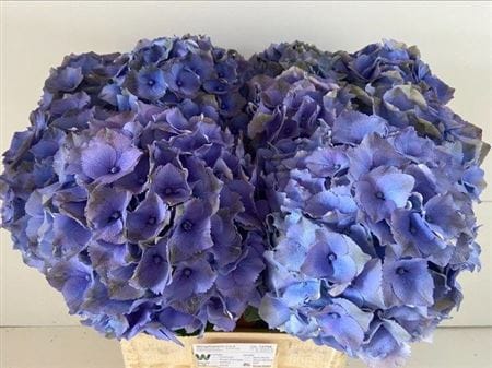 Ortensia Blu Ortensia Blu