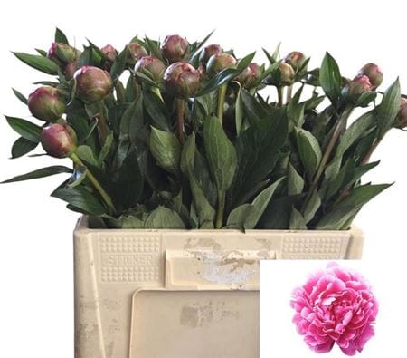 peonie
