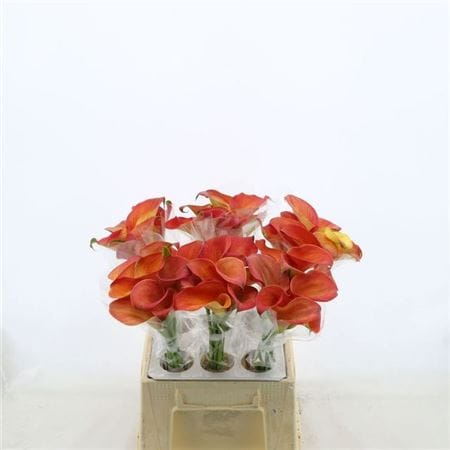 anthurium