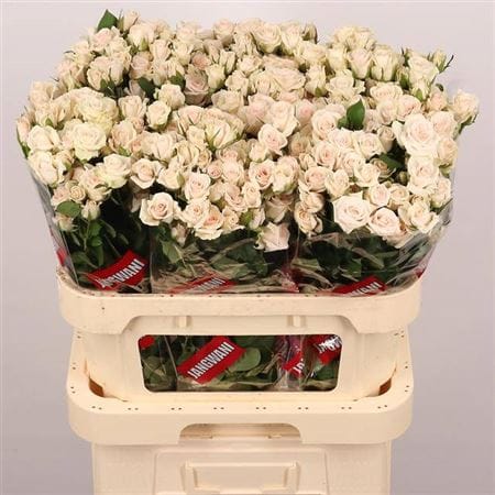 Rose Spray Bianche Rose Spray Bianche